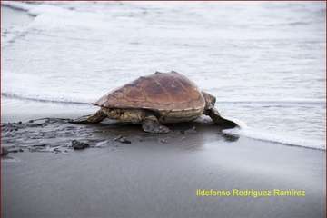 Ruta por la costa en memoria de José Luis González Ruano (Foto Ildefonso Rodríguez y TA)